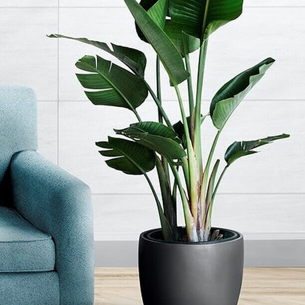 Potted plant in a living room