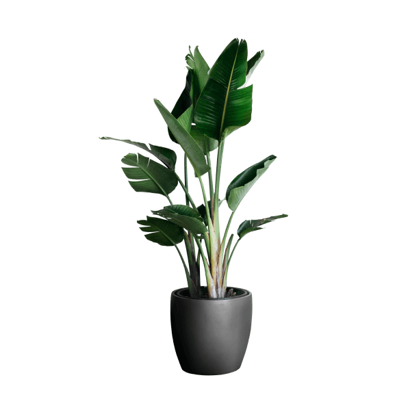 Potted Plant with Ceramic Pot